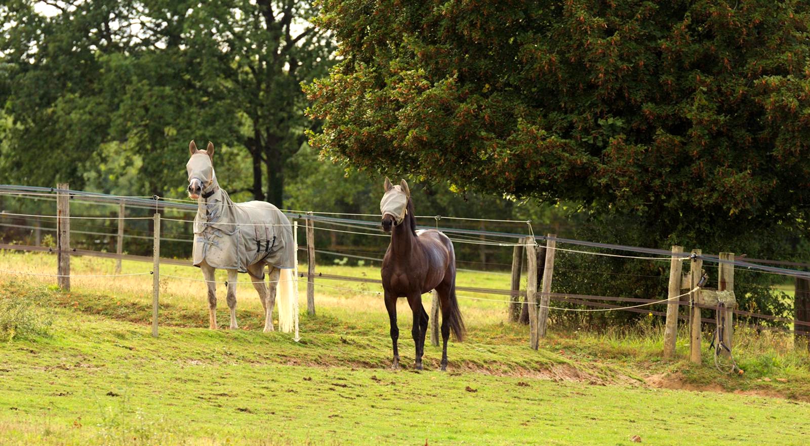 Ecurie-raphael-cochet-concours-complet-equitation-la-louviere-installatios-pré