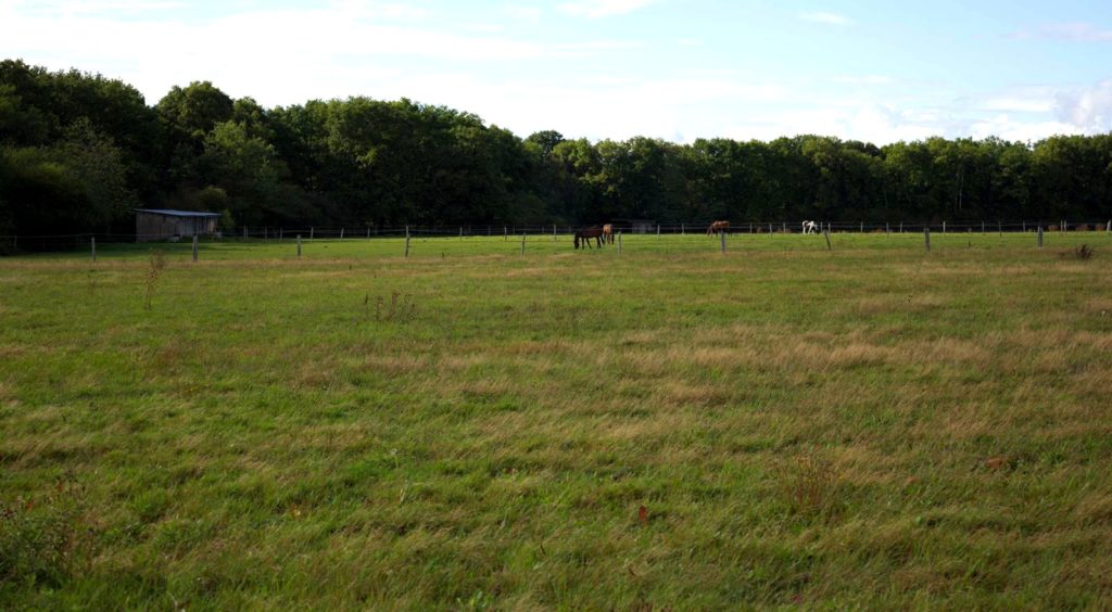 Ecurie-raphael-cochet-concours-complet-equitation-la-louviere-installations-pré