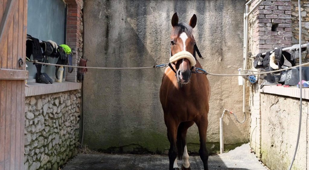 Ecurie-raphael-cochet-concours-complet-equitation-la-louviere-installations-douche